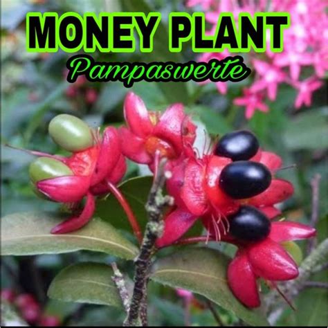 Rare Money Tree Lucky Plant 2022 5 Seeds Per Pack Shopee Philippines