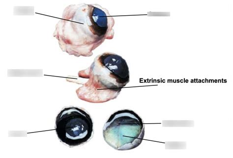 Cow Eye Dissection Diagram Quizlet