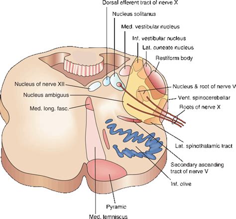 Corticobulbar Tract Cross Section