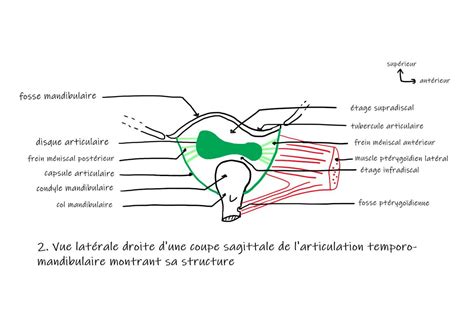 Solution Schemas Anatomie Studypool