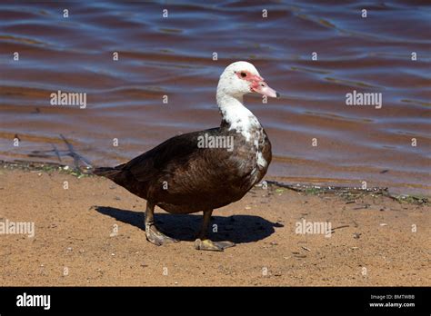 duck on the beach Stock Photo - Alamy