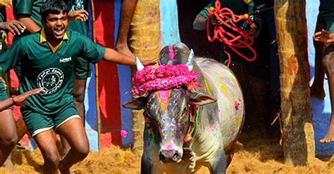 Tamil Nadu Cracks Down Enforces Jallikattu Ban Across The State