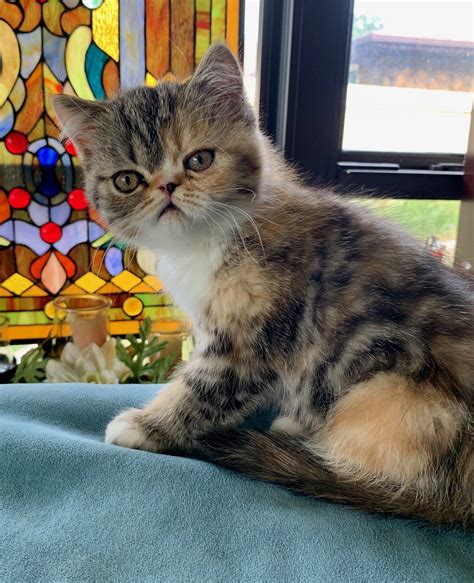 Kara's Katz Cattery - Exotic Short Haired Cats
