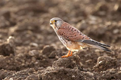 Falco Tinnunculus Faucon Cr Cerelle Common Kestrel C Flickr