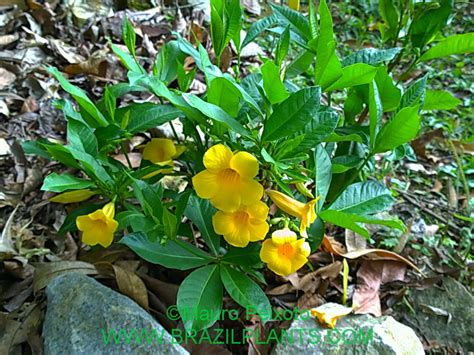 Allamanda Schottii