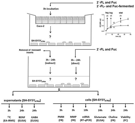 Frontiers Influence Of Microbially Fermented Fucosyllactose On