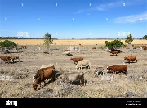 Cattle Grazing During A Drought In Outback Queensland Australia Stock