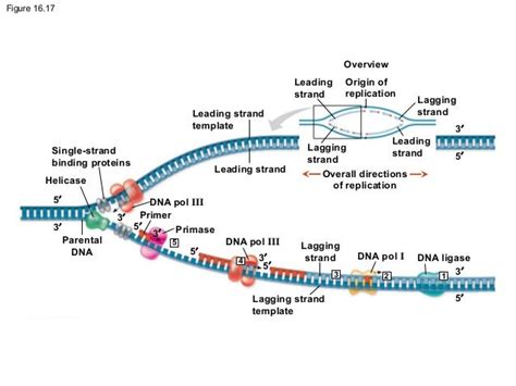 Chapter 16 Molecular Basis Of Inheritance