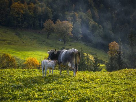 Leinwandbild Allgäu Alpen 1695 0f3ebdfa Jonathan Besler Photo