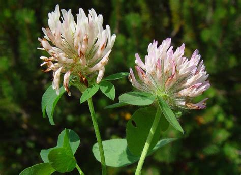 Trifolium Pratense Subsp Nivale