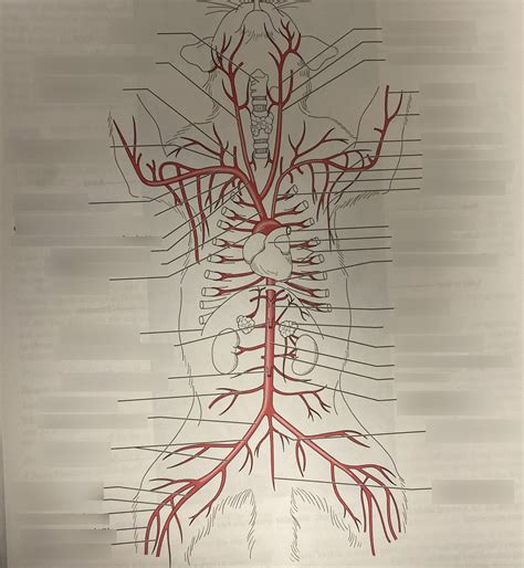 Bio Cat Arteries Diagram Quizlet