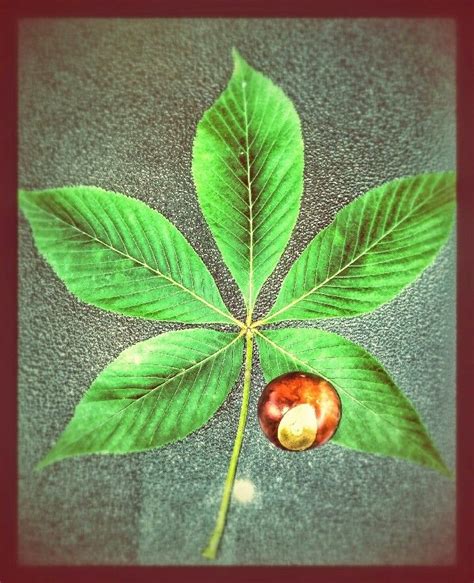 Buckeye leaf – Artofit