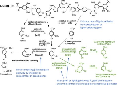 Generation Of Pyridine Dicarboxylic Acid Bioproducts In Green Via