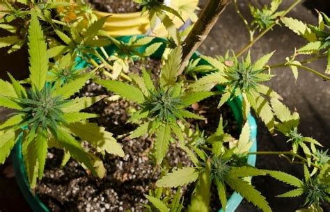 Premium Photo | Female marijuana plant in flowering stage