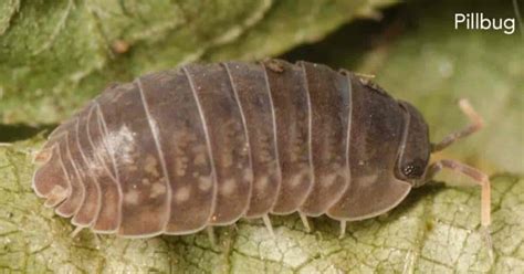 Bad Garden Pests Identifying And Controlling Garden Bugs