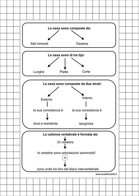 Classe Quinta Scienze L Apparato Locomotore Le Ossa E La Colonna