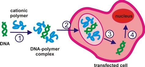 The Main Steps Of Gene Delivery Using A Cationic Polymer 1 DNA