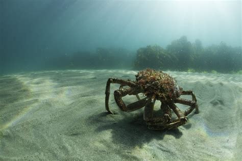 Granchio Crocifisso Nuova Specie Aliena Nell Adriatico Ohga