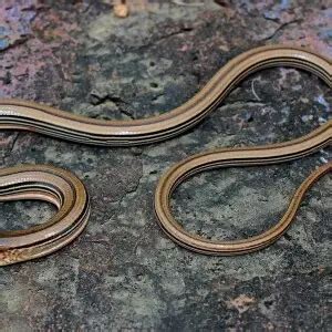 Slender Glass Lizard - Facts, Diet, Habitat & Pictures on Animalia.bio