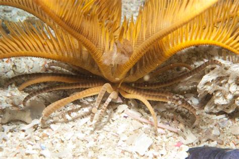 Crinoidea Sea Lilies Anatomy