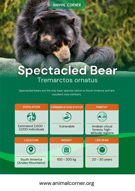 Spectacled Bear - Facts, Diet & Habitat Information