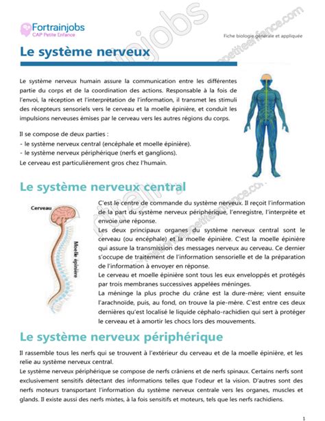 Le système nerveux central