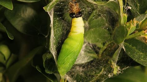 Box Tree Moth Life Cycle