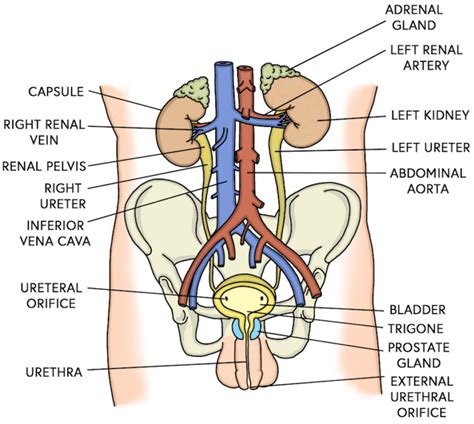 Male Urinary System Diagram