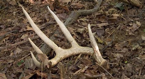 Antler Shed Hunting Tips, Apparel & Gear | Nomad Outdoor - NOMAD Outdoor