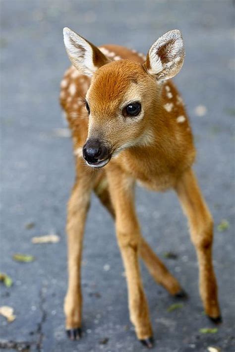 Cute Baby Deer Wallpaper