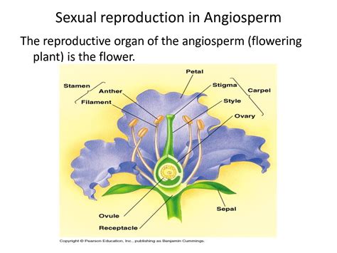 Solution Sexual Reproduction In Plants Studypool