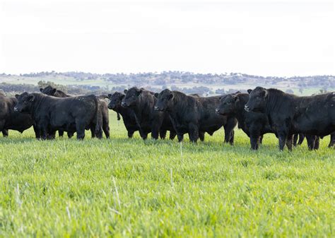 Farmers discover hw angus breeding secrets for better yields 26