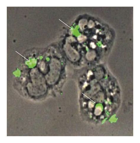 Infection With Anaplasma Phagocytophilum Leads To An Enhanced Release