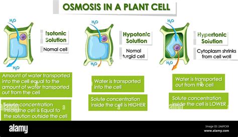 A Plant Cell In A Hypotonic Solution Quizlet Water Balance Plants