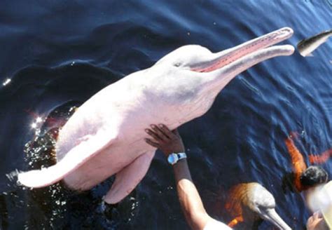 BRÉSIL Les dauphins roses dAmazonie une espèce menacée