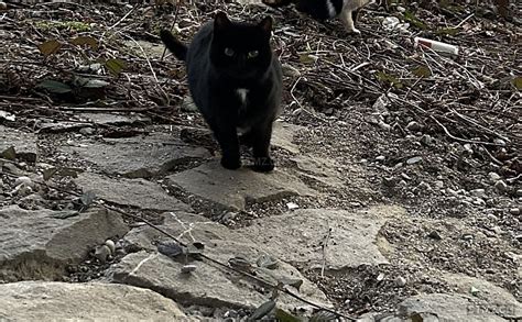 Meldung Nr Gefunden Katze In Murgenthal