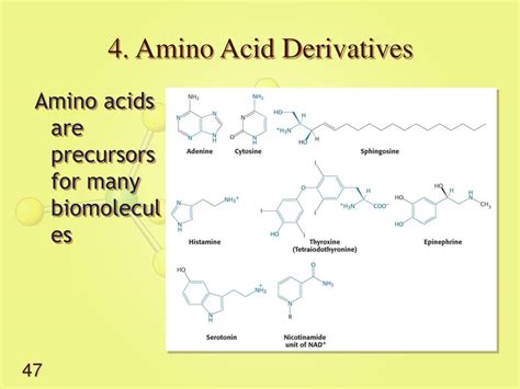 Ppt Lecture Biosynthesis Of Amino Acids Powerpoint Presentation