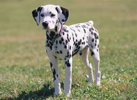 Dalmatian Dog Reviews and Pictures Collections | Dogs Breeds and ...