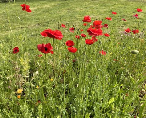 Corn Poppy Papaver Rhoeas Stock Image Image Of Poppy Wildflower