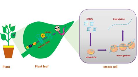 Application Of Rnai Against Viruses Feeding On Transgenic Plants That