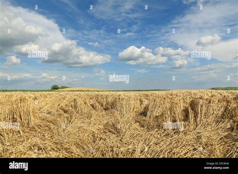 Storm Damaged Crop Stock Photos Storm Damaged Crop Stock Images Alamy