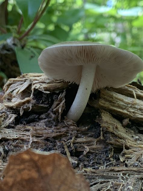 Pluteus Cervinus Group Deer Shield Mushrooms Of Ct