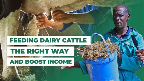 How I Feed My Dairy Cattle To Boost Milk Production On A Budget YouTube