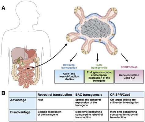 Stem Cells Marked By The R Spondin Receptor Lgr Gastroenterology