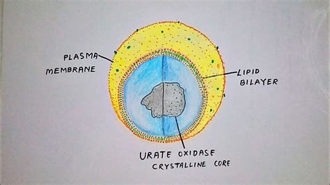 How to draw peroxisome || Labelled Biology Diagrams by Hajong Art - YouTube