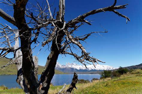 Fondos de pantalla árbol cielo Planta leñosa planta vegetación