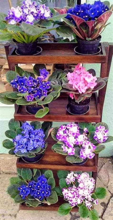 Pin On African Violets In 2024 African Violets Plants African