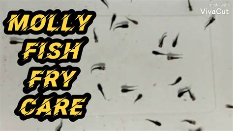 Molly Fish Fry Care In Tamil Youtubevideo Mollyfish Fries Care