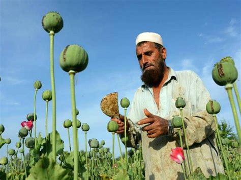 Post Afghanistan Opium Production Increases Nearly Fold