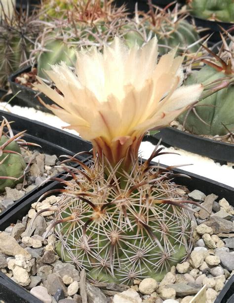 Coryphantha Kracikii Il Fiore Tra Le Spine